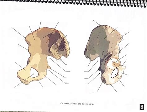 Hip Bone Os Coxae Labeling Diagram Quizlet