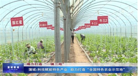 蒲城：科技赋能特色产业 助力打造“全国特色农业示范地” 行业资讯文章详情 陕西省农业品牌网 陕西农业品牌网 陕西省农业品牌 陕西品牌农业 农业资讯陕西省农业品牌网