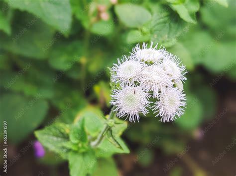 Bandotan Or Wedusan Ageratum Conyzoides Is A Type Of Agricultural