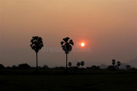 Beautiful Sunrise Over the Paddy Field Stock Photo - Image of paddy ...