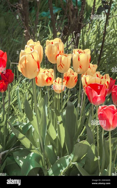 Verblassende Gelbe Tulpen Fotos Und Bildmaterial In Hoher Aufl Sung