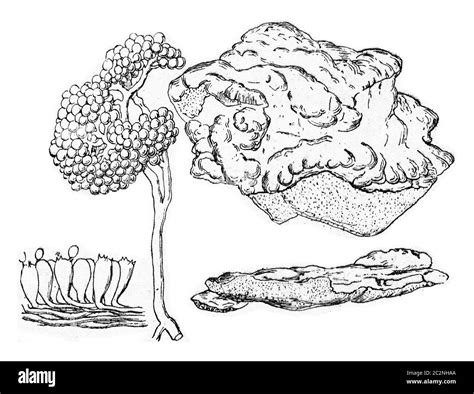 Polyporus Sulphereus Vintage Engraved Illustration Stock Photo Alamy