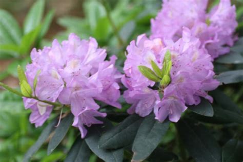 Grandiflorum Catawba Rhododendron, Monrovia Plant