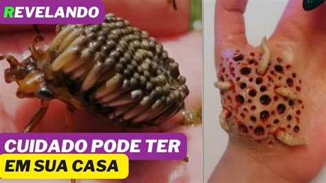 Se Voc Ver Esse Inseto Em Sua Casa Fuja Pois Ele Um Perigo E Pode