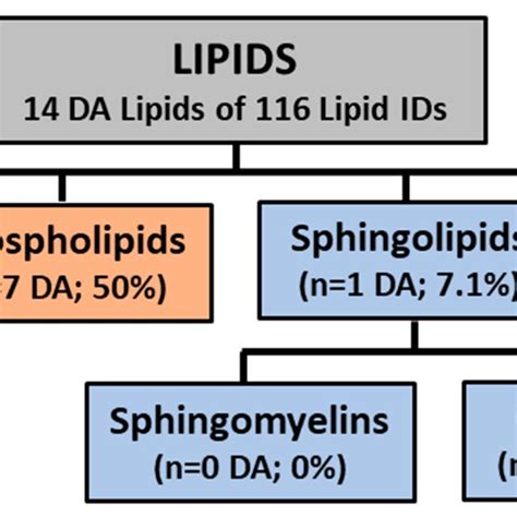 Schematic Of Lipid Classes Identified By Targeted Lipidomics The Download Scientific Diagram