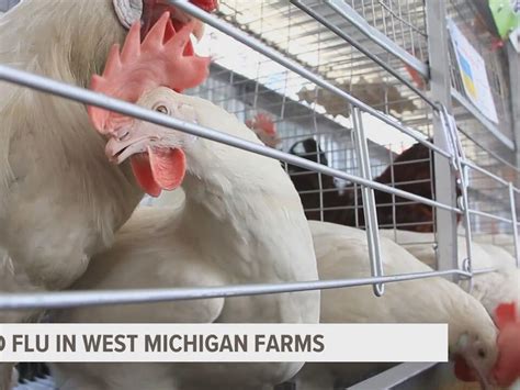 Bird Flu Highly Pathogenic Avian Influenza Detected In Commercial Flock In Ionia County