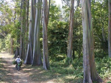 Indonesia Go Id Pohon Pelangi Terindah Di Dunia Ada Di Hutan Indonesia