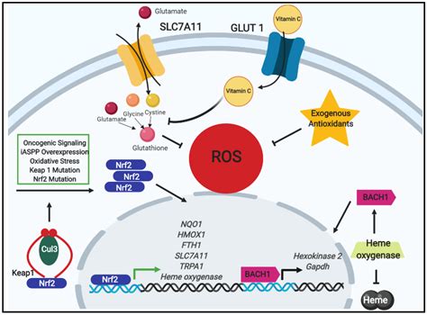 Cancers Free Full Text Antioxidant Defenses A Context Specific