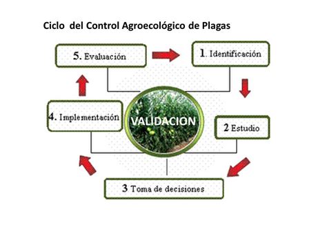 VISIÓN AGROECOLÓGICA MANEJO AGROECOLÓGICO DE PLAGAS