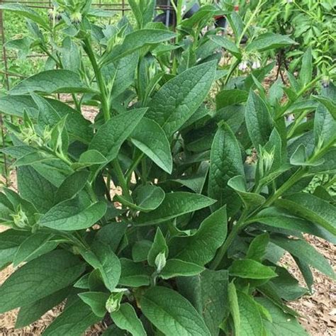 Comfrey Plant Etsy