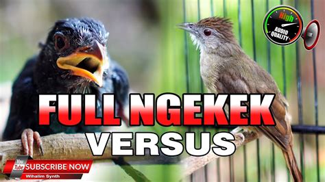 1 MASTERAN FULL NGEKEK NGEBREN KAPAS TEMBAK GACOR VS TENGKEK BUTO