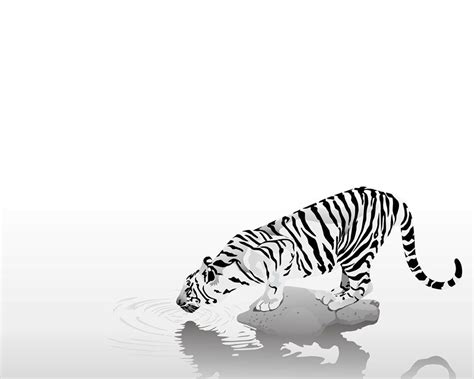 White Tiger Wallpapers HD - Wallpaper Cave