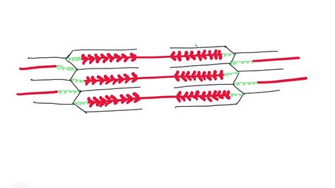 Sarcomere Diagram To Label