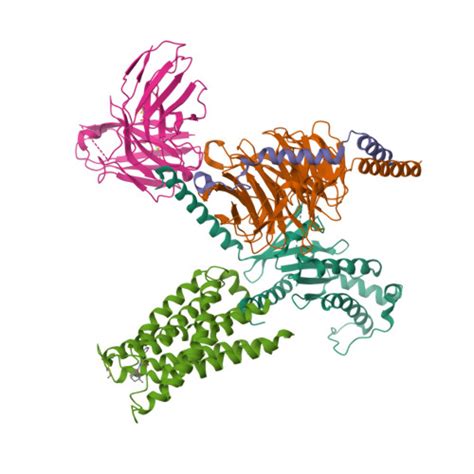 RCSB PDB 7S8P CryoEM Structure Of Gq Coupled MRGPRX4 With Small