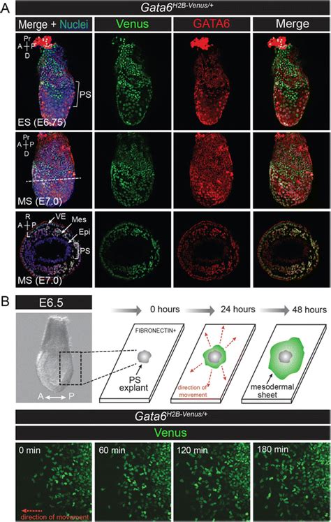 Gata6H2B Venus Reporter Is Expressed In Nascent Endoderm And Mesoderm