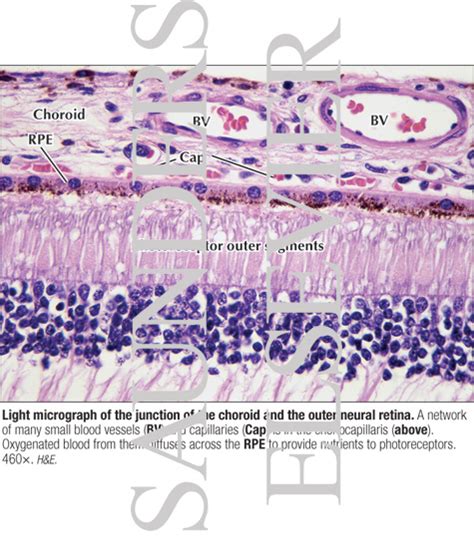 Choroid Histology