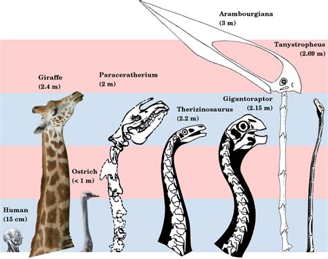 Necks Of Long Necked Non Sauropods To Scale The Giraffe And