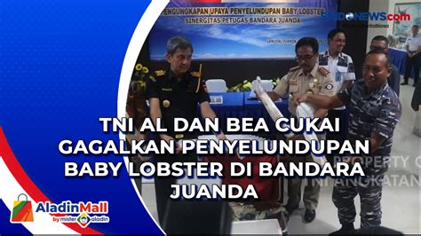 VIDEO TNI AL Dan Bea Cukai Gagalkan Penyelundupan Baby Lobster Di