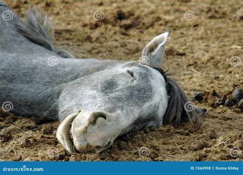 Horse Sleeping Stock Photo Image Of Happy Siesta Pasture 1564998