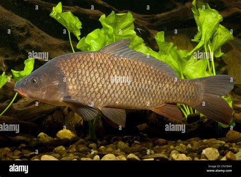 Carp Common Carp European Carp Cyprinus Carpio Wild Carp At The