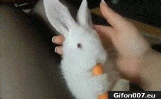 Gif 584: Cute Bunny, Eating, Carrot, Video | Gifon007.eu