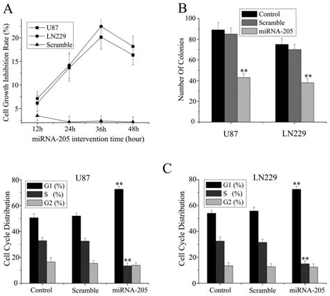 Ectopic Expression Of Mirna Inhibits Glioma Cell Proliferation In