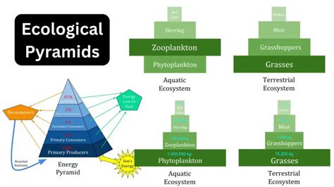 Ecological Pyramids Definition Types Examples Importance