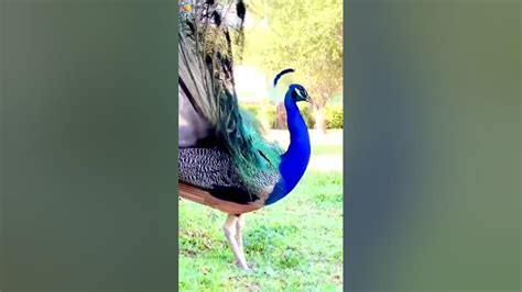 Beautiful Peacock Dance Youtube