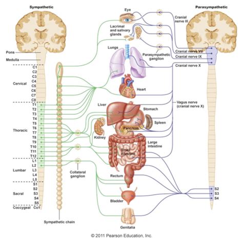 Neuropsych - Cranial nerves (Neuroanatomy, intro brain) Flashcards ...