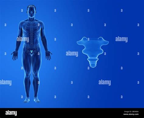 Human Coccyx Illustration Stock Photo Alamy