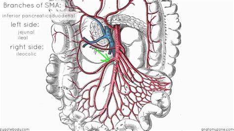 Anatomy Of Superior Mesenteric Artery | MedicineBTG.com