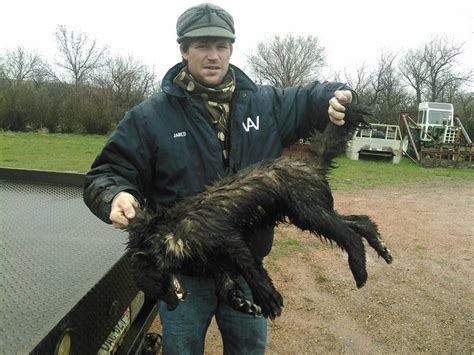 North Dakota Ranch Hand Shoots Strange Animal Attacking His Cows, Turns out to Be an Adult Wolverine