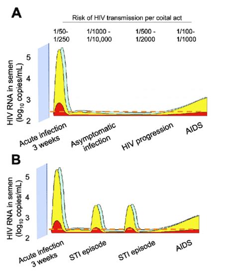 Hiv Sexual Transmission Risks During Acute And Chronic With