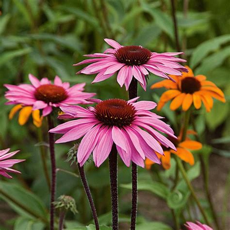 Herbal Spotlight Echinacea Peninsula Acupuncture