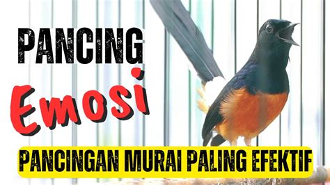 Pancingan Murai Batu Gacor Ini Ampuh Bikin Murai Batu Manapun Ikut