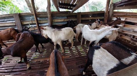 Goat Farming Philippines Native Na Kambing For Fattening And Sell