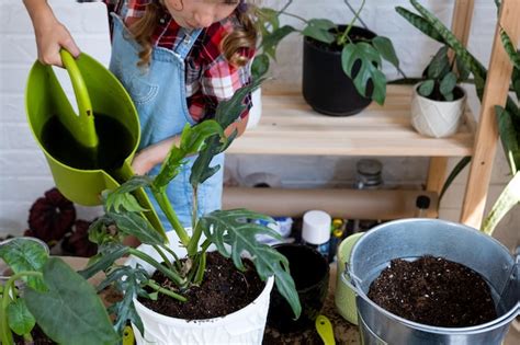 Ni A Trasplanta Un Filodendro De Planta De Interior En Maceta A Un