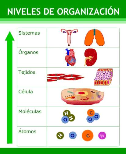 Niveles De OrganizaciÓn De Los Seres Vivos 2º Eso Actinteractiva