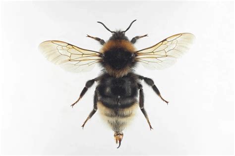 Bombus Bohemicus Facts Diet Habitat And Pictures On Animaliabio