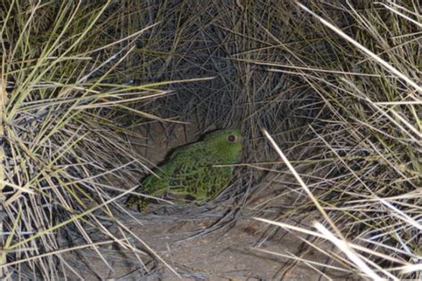 sunshinecoastbirds: Night Parrot Discovered in Goneaway National Park, Queensland