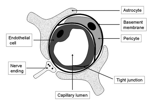 Continuous Capillary Diagram Quizlet