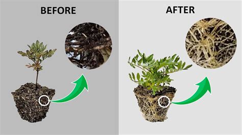 Root Rot Plant Disease Causes Cure Root Rot Treatment Plant