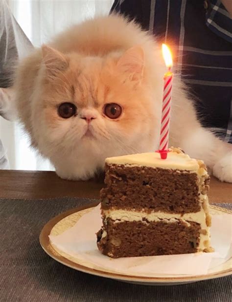 Happy Birthday Cat Cake Images And Photos Finder