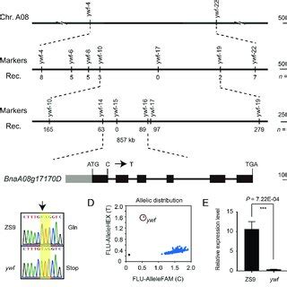 Map Based Cloning Of The Ywf Gene A The Ywf Locus Was Initially