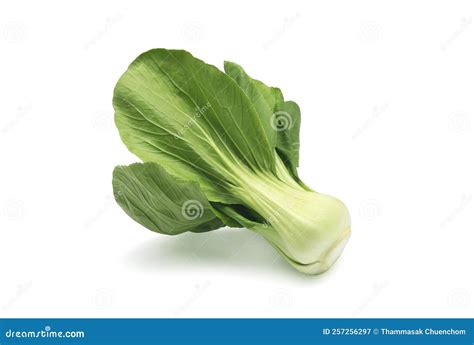 Fresh Bok Choy Or Chinese Cabbage On White Stock Image Image Of