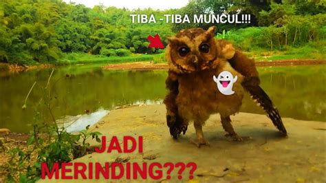 Lagi Mancing Dibikin Kaget Muncul Se Ekor Burung Hantu Youtube