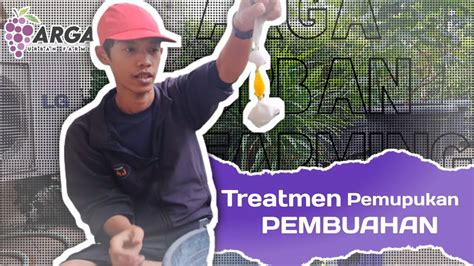 Treatmen Pemupukan Pembuahan Anggur Pada Fase Generatif Youtube