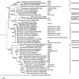 Phylogenetic Tree Generated By Maximum Likelihood Analysis Inferred