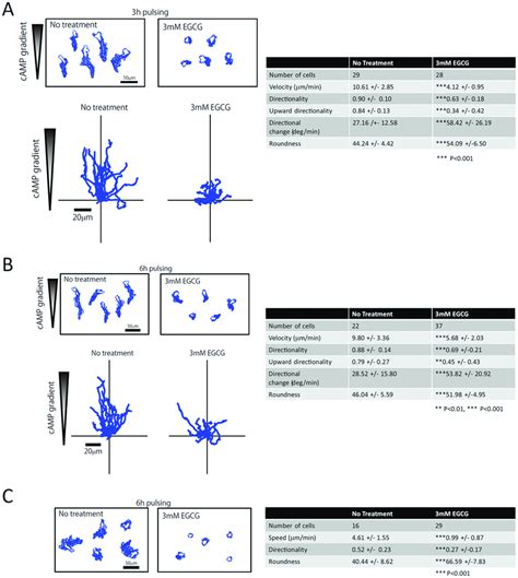 Egcg Reduces Cell Motility And Chemotaxis Chemotaxis Towards Camp Download Scientific Diagram