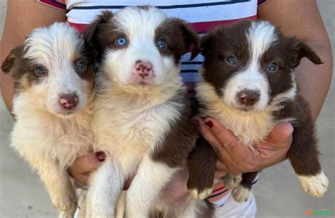 Border Collie Em Piedade Sp Venda Compre Direto Do Vendedor